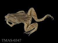 藏品(小雨蛙)的圖片